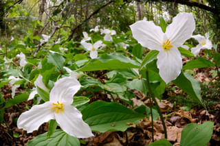 Trillium in the forest Trillium in the forest