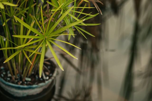 De ultieme plantenverzorgingsgids voor de Cyperus alternifolius (Parapluplant) De ultieme plantenverzorgingsgids voor de Cyperus alternifolius (Parapluplant)