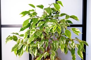 The ultimate plant care guide for a Ficus Benjamina The ultimate plant care guide for a Ficus Benjamina