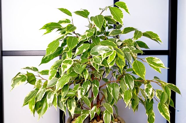 Variegated Ficus Benjamina