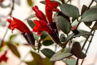 Vining lipstick plant Vining lipstick plant