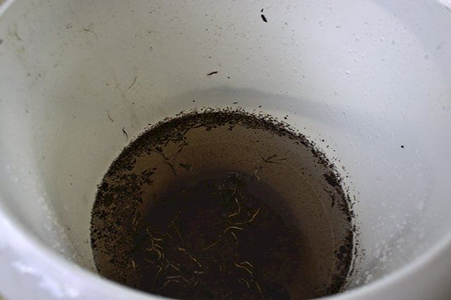 Water filled with dirty from Monstera roots