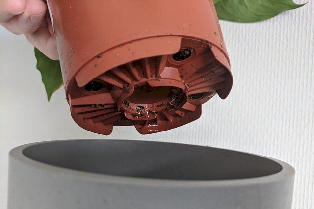 Growing a plant in a pot without a drainage hole