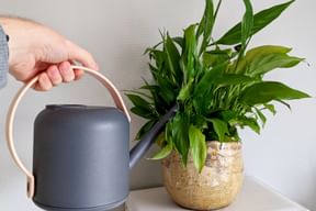 Watering your plants