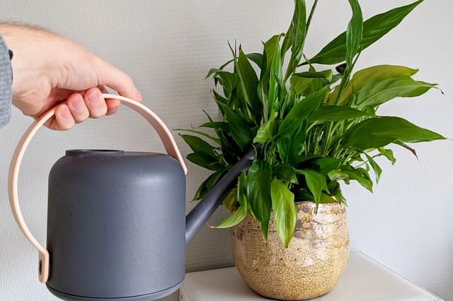 Watering a Peace Lily