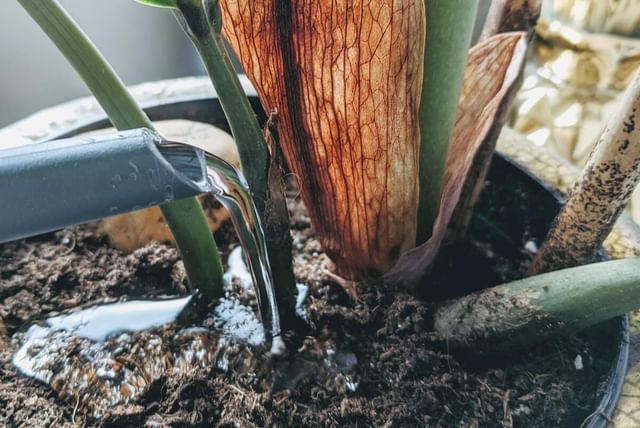 Watering a plant