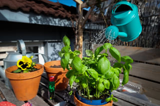 Watering a basil plant outdoors Watering a basil plant outdoors