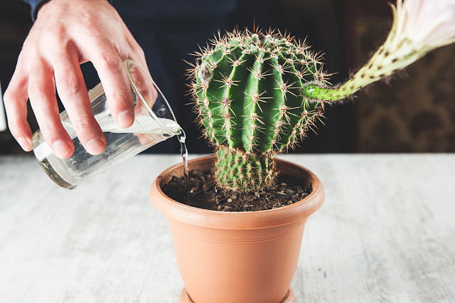 Watering a cactus