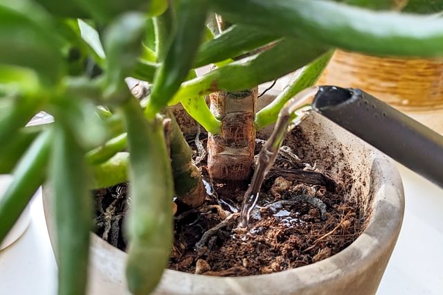 Crassula Ovata: Plante Succulente Résistante et Facile à Cultiver – La  Green Touch
