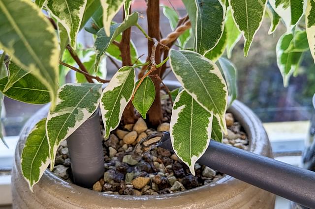 Watering a Ficus Benjamina