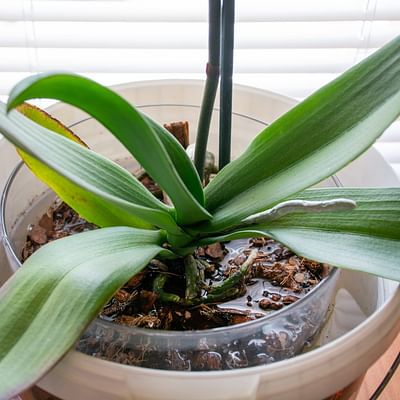 Orchid fertilizer