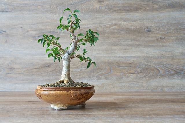 Weeping fig Bonsai