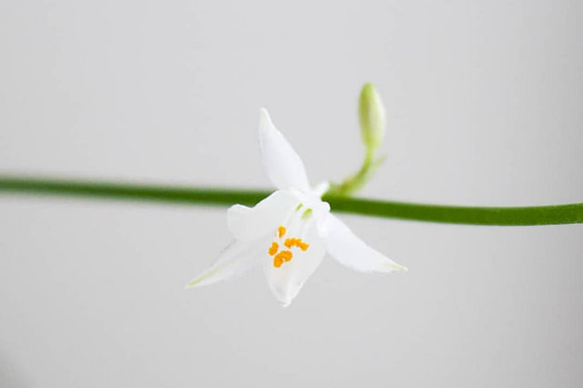 White flowers on a spider plant