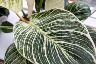 White strips on Philodendron Birkin leaf