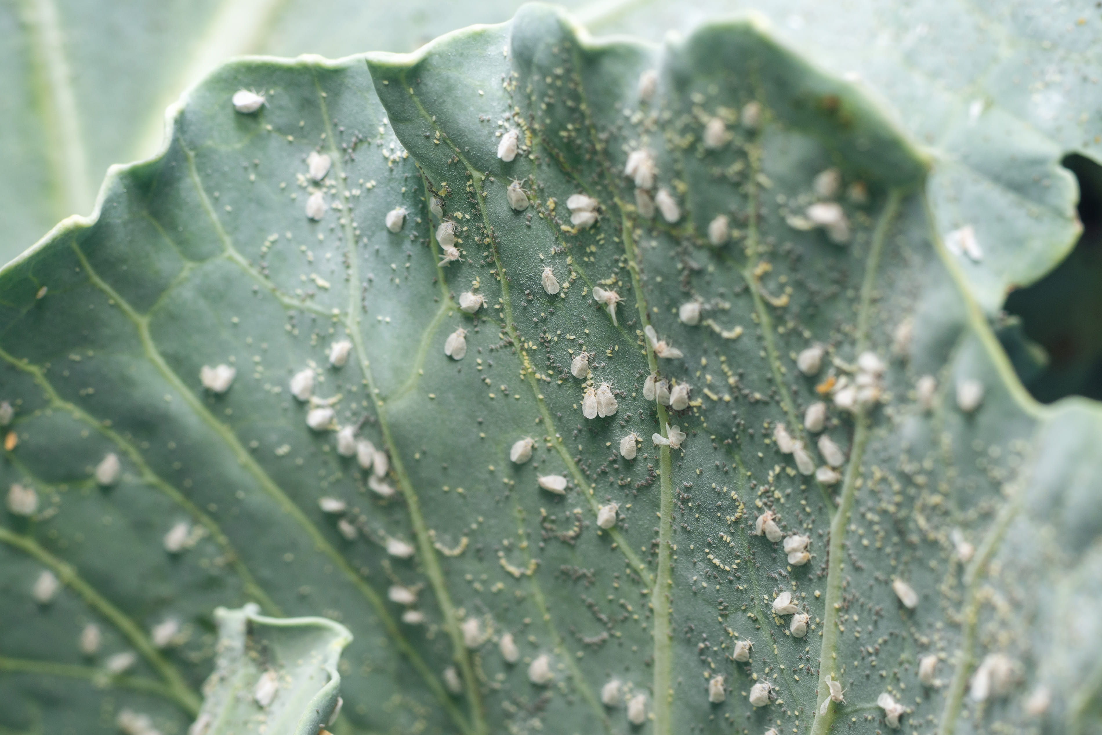 How To Get Rid Of Whiteflies On Houseplants How To Get Rid Of Whiteflies On Houseplants