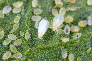 Whitefly with larvae on leaf Whitefly with larvae on leaf