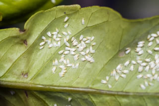 Whiteflies on leaf Whiteflies on leaf