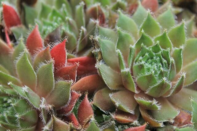 Winter hardy succulents