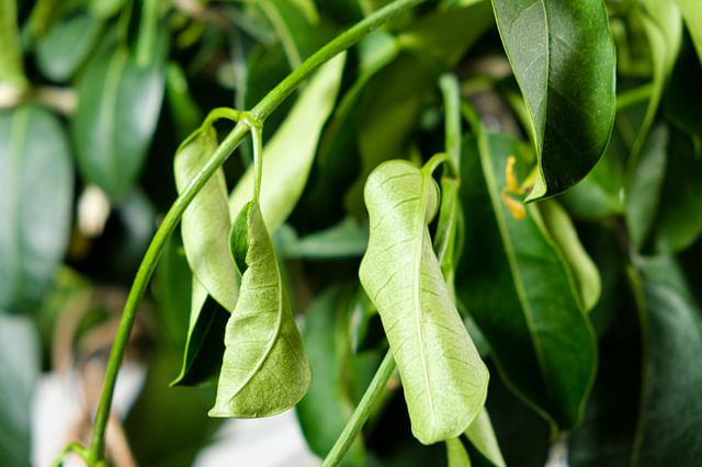 Withered jasmine leaves