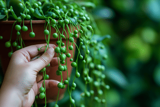 Woman showing off string of pearls leaves Woman showing off string of pearls leaves