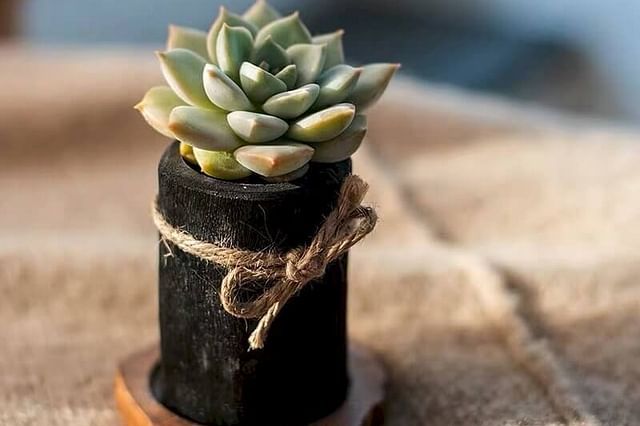 Wooden pot with succulent