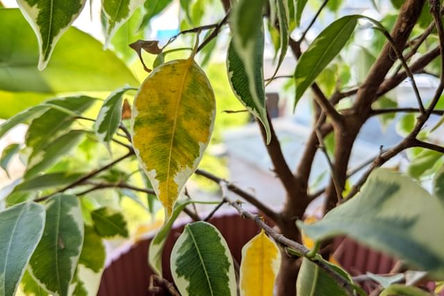 Vergeeld blad aan een Ficus Benjamina Vergeeld blad aan een Ficus Benjamina