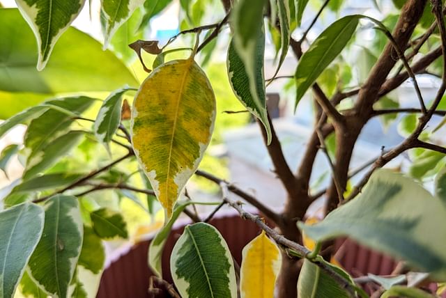 gele-blad-op-ficus-benjamina.jpg