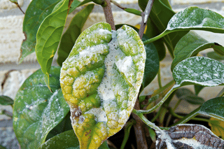 Yellow leaf on a plant with powdery mildew Yellow leaf on a plant with powdery mildew