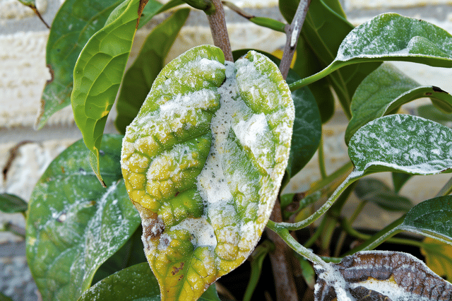 Geel blad aan een plant met meeldauw Geel blad aan een plant met meeldauw