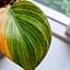 Pruning your houseplants: Why you shouldn't be afraid to do it