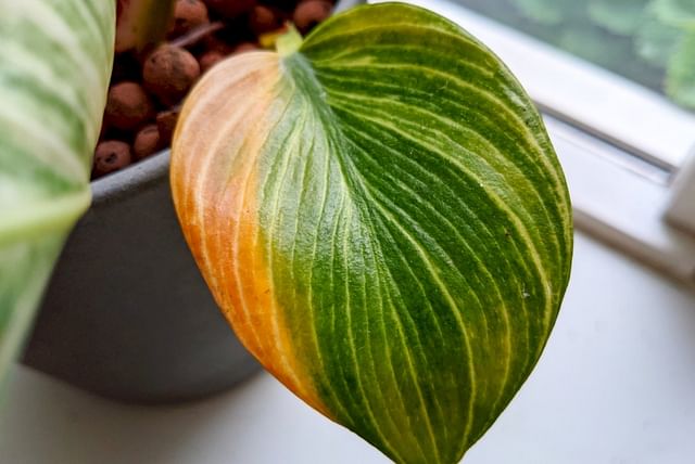Verleingd blad op een Philodendron Birkin