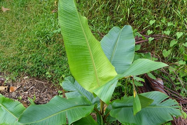 young-banana-plant.jpg