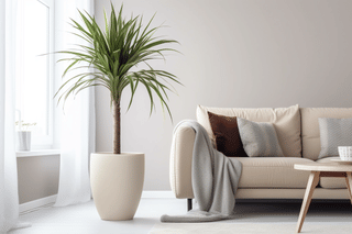 Yucca standing close to a window with a curtain Yucca standing close to a window with a curtain