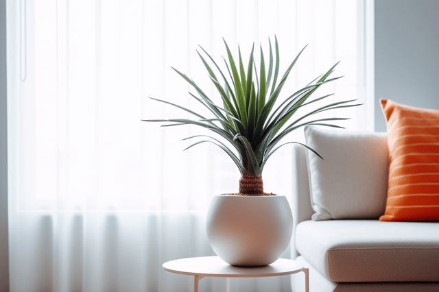 Yucca groeit in een lichte woonkamer Yucca groeit in een lichte woonkamer