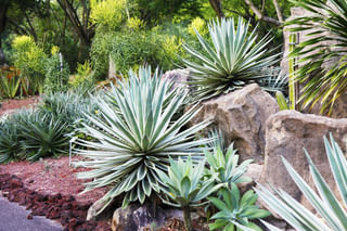 Yucca outdoors Yucca outdoors