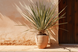 The ultimate plant care guide for a Yucca The ultimate plant care guide for a Yucca