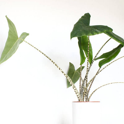 Zynesflora Alocasia Zebrina in Ø 21 cm Plantenpot - Hoogte: 70-75 cm - Pijlblad Kamerplant