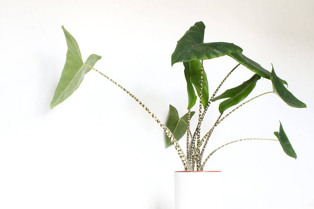 The ultimate guide for Alocasia Zebrina plant care