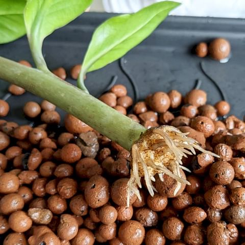 Can you mix Leca with soil to grow your houseplants?