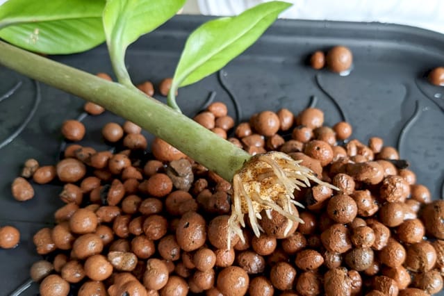 How To Care For A Zz Plant Plant Care For Beginners How To Care For A Zz Plant Plant Care For Beginners