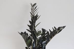 How to care for a ZZ plant