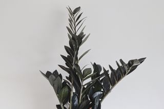 The ultimate plant care guide for a Zamioculcas Raven The ultimate plant care guide for a Zamioculcas Raven