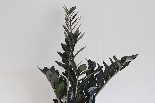 The ultimate plant care guide for a Zamioculcas Raven
