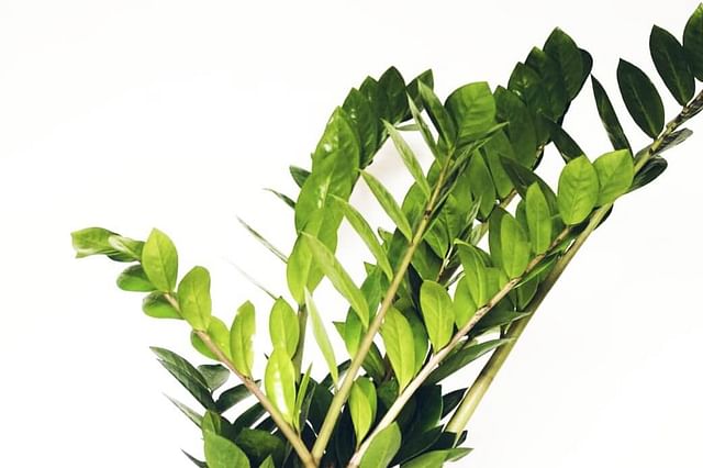 How to care for a ZZ plant
