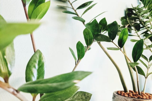 How To Care For A Zz Plant Plant Care For Beginners How To Care For A Zz Plant Plant Care For Beginners