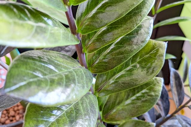 ZZ Raven bladeren worden zwart ZZ Raven bladeren worden zwart