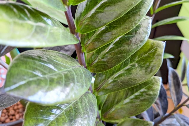 How To Care For A Zz Plant Plant Care For Beginners How To Care For A Zz Plant Plant Care For Beginners