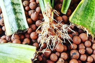 Sansevieria with clean roots Sansevieria with clean roots