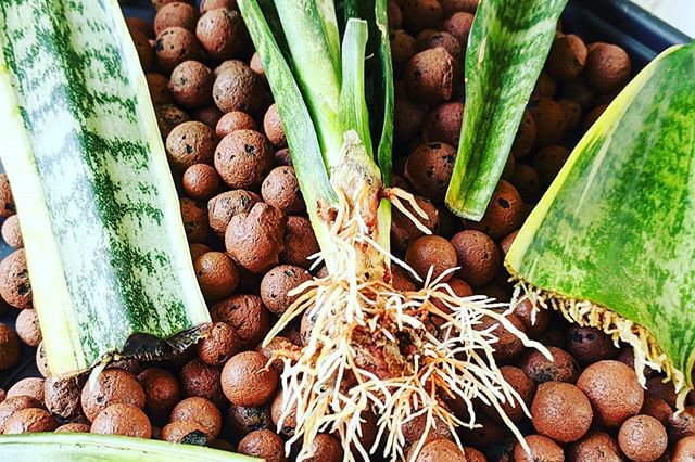 Sansevieria met schone wortels Sansevieria met schone wortels