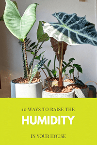 10 manieren om de luchtvochtigheid in je huis te verhogen